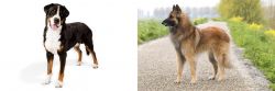 Greater Swiss Mountain Dog vs Belgian Shepherd Dog (Tervuren) - Breed Comparison