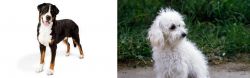 Greater Swiss Mountain Dog vs Bolognese - Breed Comparison