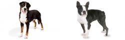 Greater Swiss Mountain Dog vs Boston Terrier - Breed Comparison