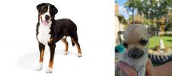 Greater Swiss Mountain Dog vs Chihuahua - Breed Comparison