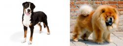 Greater Swiss Mountain Dog vs Chow Chow - Breed Comparison