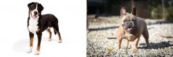 Greater Swiss Mountain Dog vs French Bulldog - Breed Comparison