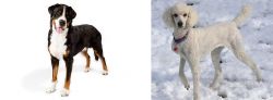 Greater Swiss Mountain Dog vs Poodle - Breed Comparison
