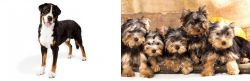 Greater Swiss Mountain Dog vs Yorkshire Terrier - Breed Comparison