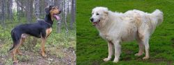 Greek Harehound vs Abruzzenhund - Breed Comparison