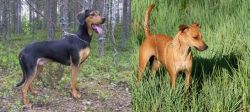 Greek Harehound vs Africanis - Breed Comparison