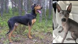 Greek Harehound vs American Hairless Terrier - Breed Comparison