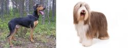 Greek Harehound vs Bearded Collie - Breed Comparison