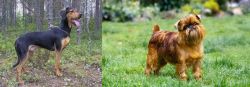 Greek Harehound vs Belgian Griffon - Breed Comparison