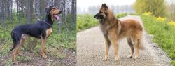 Greek Harehound vs Belgian Shepherd Dog (Tervuren) - Breed Comparison