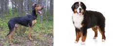 Greek Harehound vs Bernese Mountain Dog - Breed Comparison