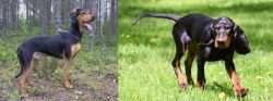 Greek Harehound vs Black and Tan Coonhound - Breed Comparison