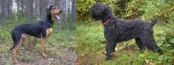 Greek Harehound vs Black Russian Terrier - Breed Comparison