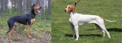 Greek Harehound vs Braque Saint-Germain - Breed Comparison