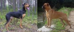 Greek Harehound vs Bullmastiff - Breed Comparison