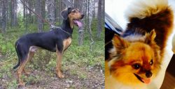 Greek Harehound vs Chiapom - Breed Comparison