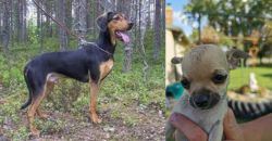Greek Harehound vs Chihuahua - Breed Comparison