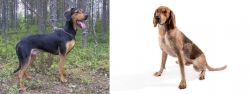 Greek Harehound vs Coonhound - Breed Comparison