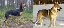 Greek Harehound vs Czechoslovakian Wolfdog - Breed Comparison