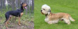 Greek Harehound vs Dandie Dinmont Terrier - Breed Comparison