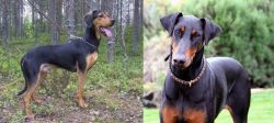 Greek Harehound vs Doberman Pinscher - Breed Comparison
