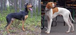 Greek Harehound vs English Pointer - Breed Comparison