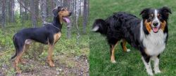 Greek Harehound vs English Shepherd - Breed Comparison