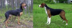 Greek Harehound vs Finnish Hound - Breed Comparison