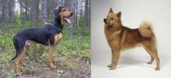 Greek Harehound vs Finnish Spitz - Breed Comparison