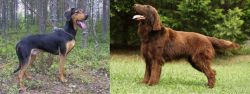 Greek Harehound vs Flat-Coated Retriever - Breed Comparison