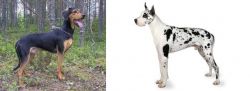 Greek Harehound vs Great Dane - Breed Comparison
