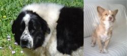 Greek Sheepdog vs Alopekis - Breed Comparison