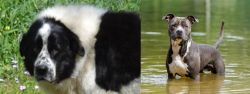 Greek Sheepdog vs American Staffordshire Terrier - Breed Comparison