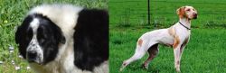 Greek Sheepdog vs Ariege Pointer - Breed Comparison
