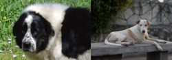 Greek Sheepdog vs Askal - Breed Comparison