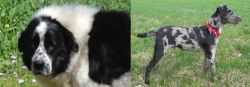 Greek Sheepdog vs Atlas Terrier - Breed Comparison
