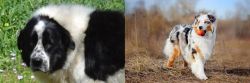 Greek Sheepdog vs Australian Shepherd - Breed Comparison