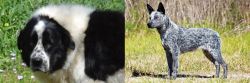 Greek Sheepdog vs Australian Stumpy Tail Cattle Dog - Breed Comparison