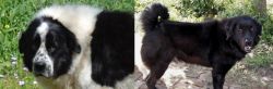 Greek Sheepdog vs Bakharwal Dog - Breed Comparison