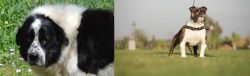 Greek Sheepdog vs Bantam Bulldog - Breed Comparison