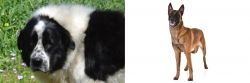 Greek Sheepdog vs Belgian Shepherd Dog (Malinois) - Breed Comparison