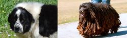 Greek Sheepdog vs Bergamasco - Breed Comparison