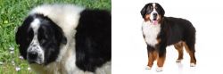 Greek Sheepdog vs Bernese Mountain Dog - Breed Comparison