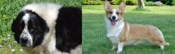 Greek Sheepdog vs Cardigan Welsh Corgi - Breed Comparison
