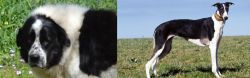 Greek Sheepdog vs Chart Polski - Breed Comparison