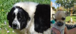 Greek Sheepdog vs Chihuahua - Breed Comparison