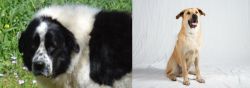 Greek Sheepdog vs Chinook - Breed Comparison