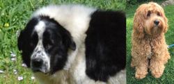 Greek Sheepdog vs Cockapoo - Breed Comparison