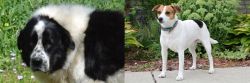 Greek Sheepdog vs Danish Swedish Farmdog - Breed Comparison
