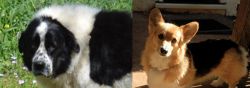 Greek Sheepdog vs Dorgi - Breed Comparison